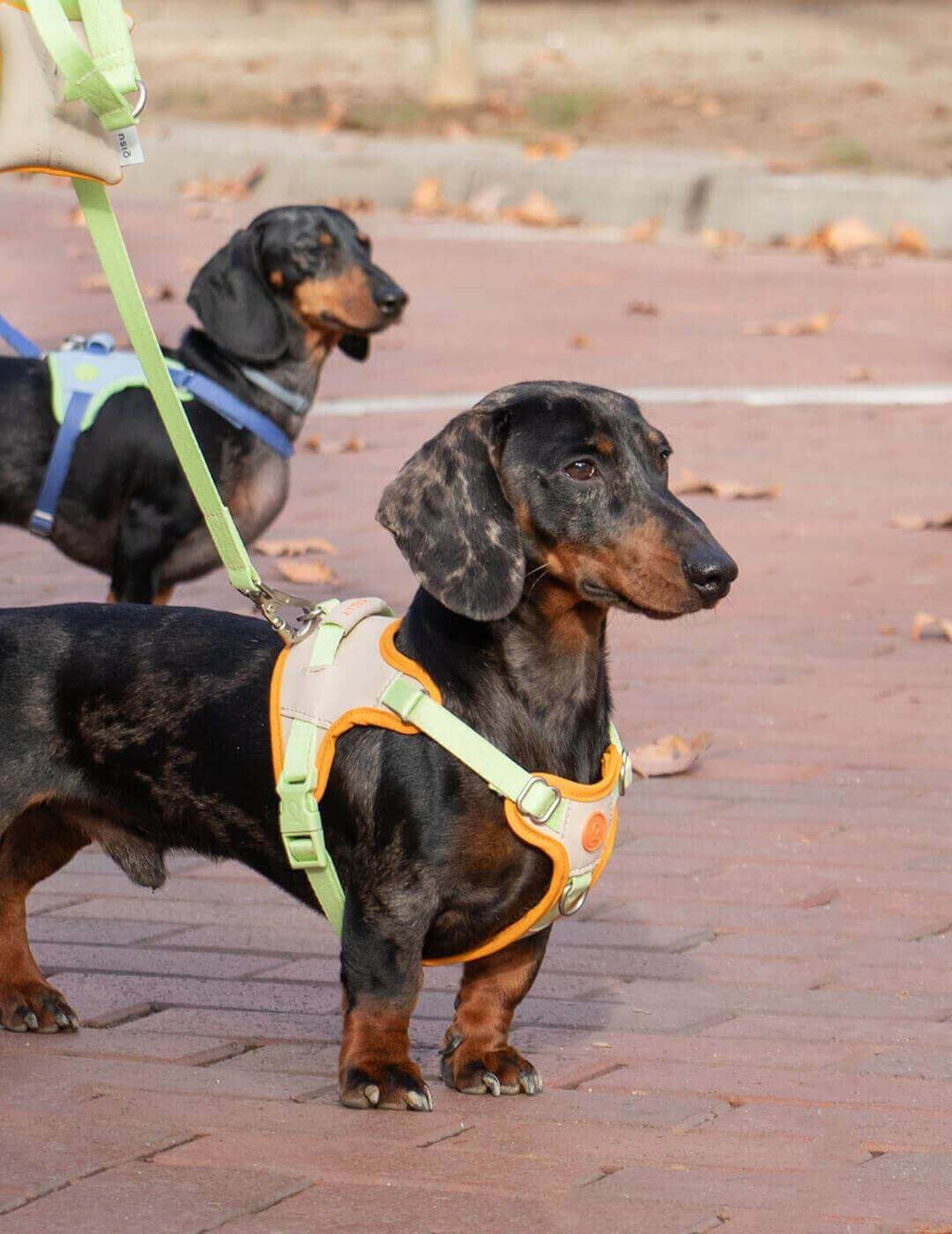 Premium Cuddly Harness