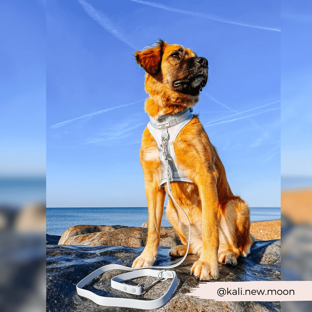 Hond met hondenriem en harnas, zittend op een rots - NAKD-lood - Bubblegum.