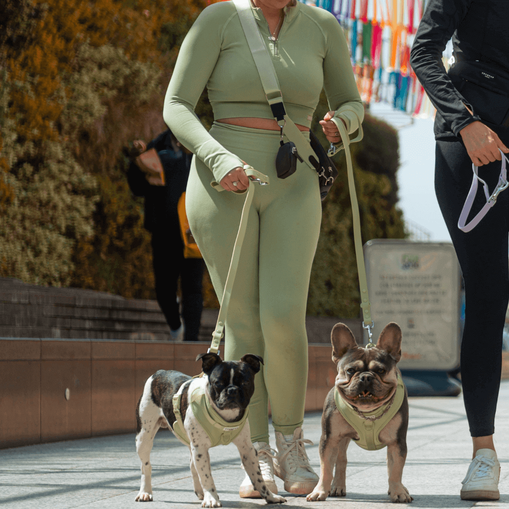 Een vrouw wandelt met honden aan de riem, draagt een strakke broek en houdt een hondenriem vast, terwijl een hond een harnas draagt.