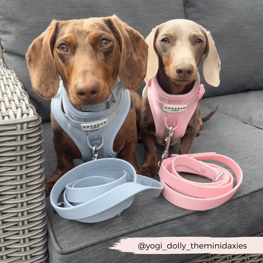 Twee honden met harnassen en riemen, NAKD-lood - Bubblegum.