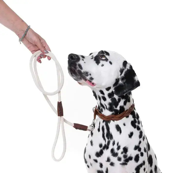 Hondenriem met musketonhaak voor hond, hand houdt leiband vast, dalmatiër.