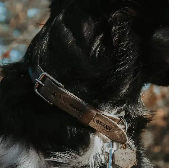 Hond met leren halsband en naamplaatje, No Fuss Halsband Hond Stone. Uniek biologisch gelooid leer met zilverkleurige details.