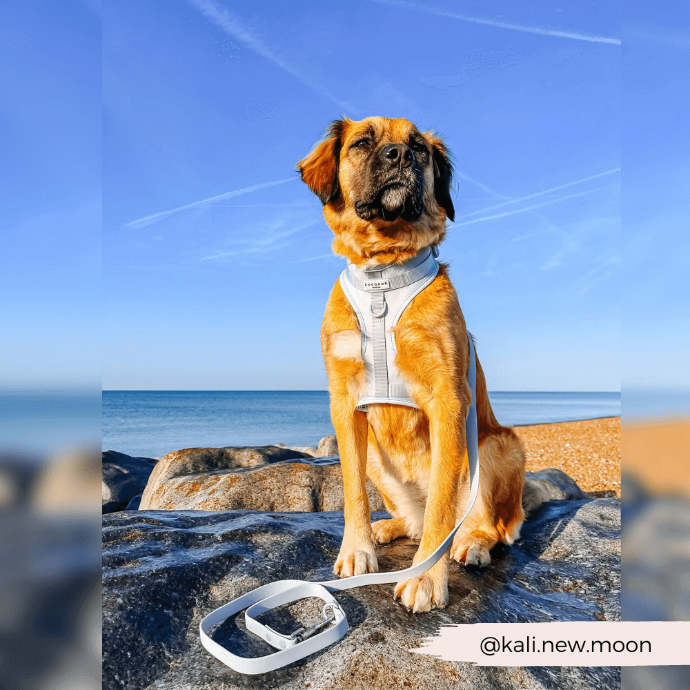 NAKD-lood - Bubblegum: Hond met harnas en riem op rots.