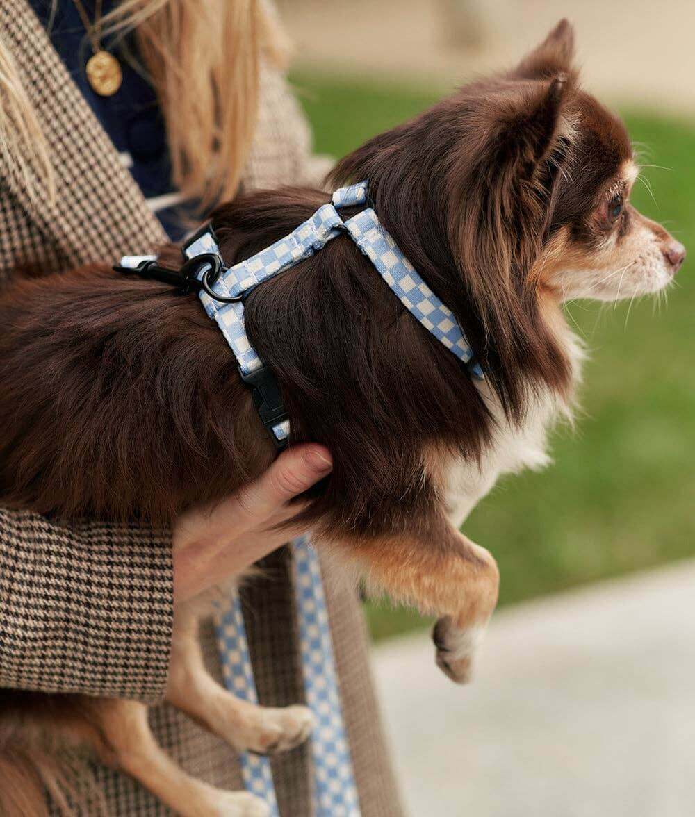 Vichy Blue Design Harness recycled PET
