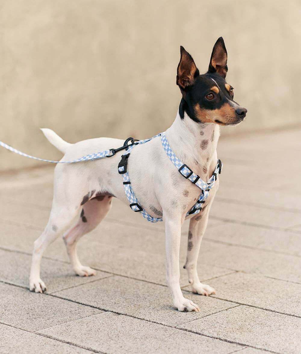 Vichy Blue Design Harness recycled PET