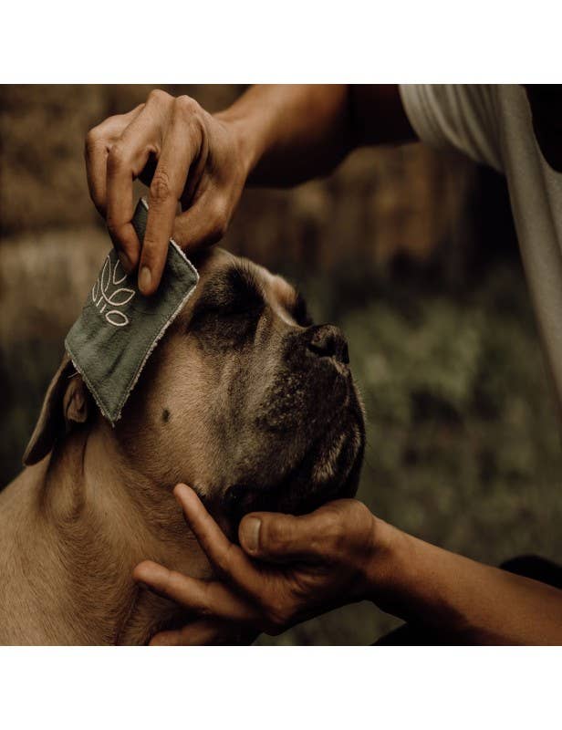 Reinigingslotion voor honden en katten: Persoon reinigt zachtjes de ogen, neus en oren van een hond. Hand houdt een doek vast.