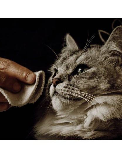 Reinigingslotion voor honden en katten: Hand houdt witte handdoek voor kat's gezicht, korenbloem- en kamillehydrosolen.